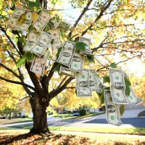 Money Doesn't Grow On Trees