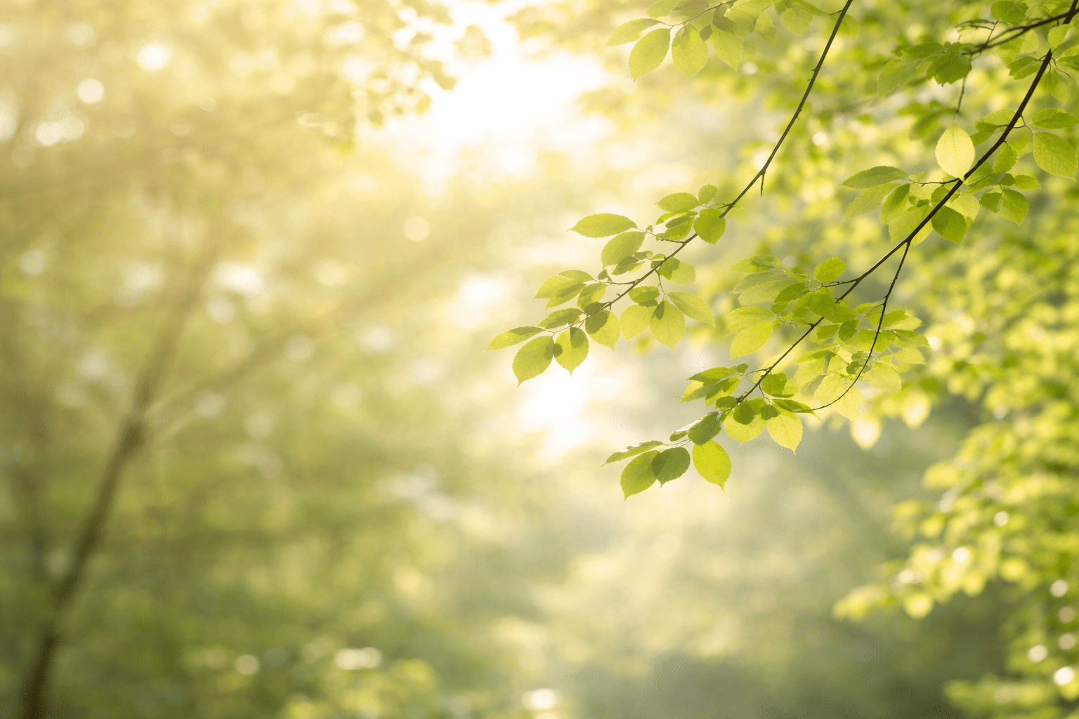 Sunlight filters through green leaves on tree branches in a forest, creating a soft, bright, and serene atmosphere—perfect for practicing EFT (Emotional Freedom Technique) or tapping to enhance relaxation and inner peace.